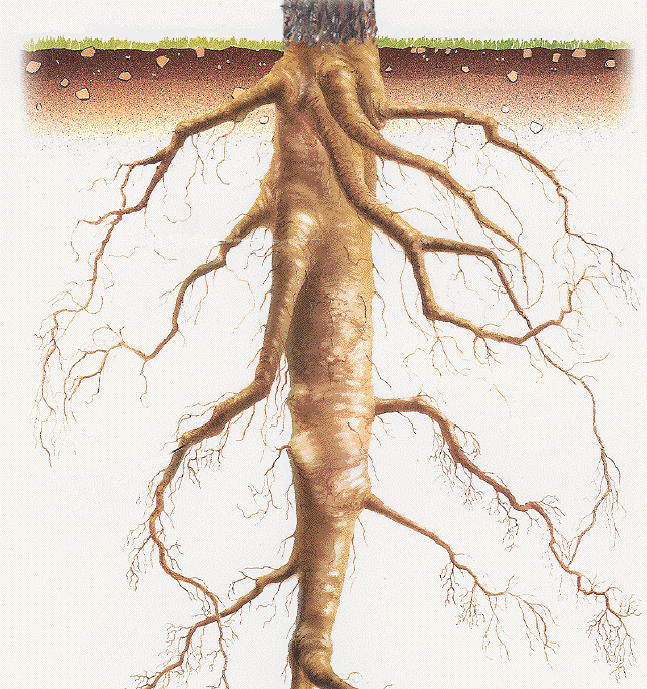 Промах корень. Стержневая корневая система. Стержневая корневая система ботаника. Строение корня стержневой системы. Строение корневой системы тополя.