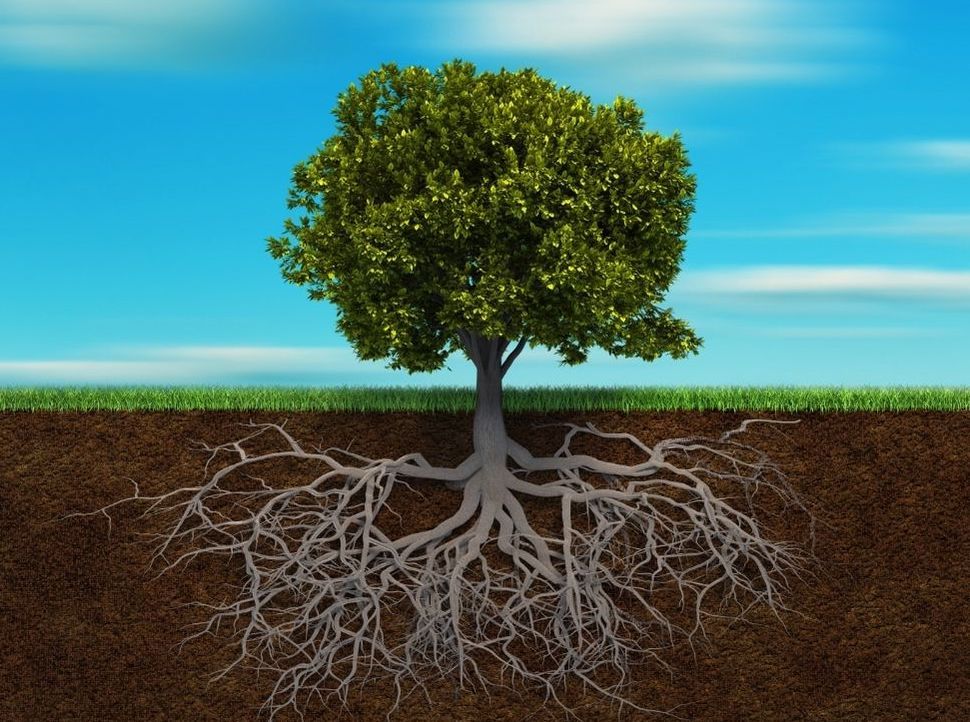 Tree-with-underground-roots